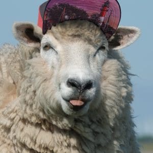 weißes Schaf mit roter Stüürmanns Cap Rot Leuchtturm auf dem Kopf